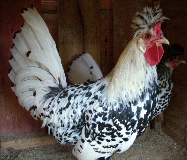 Foto 1 - Vendo ovos de galinhas ornamentais