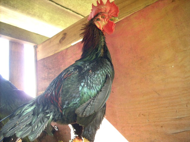 Foto 3 - Vendo ovos de galinhas ornamentais