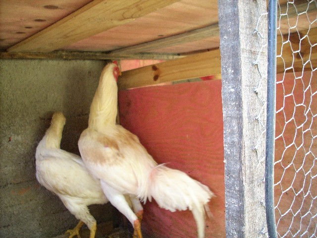 Foto 5 - Vendo ovos de galinhas ornamentais
