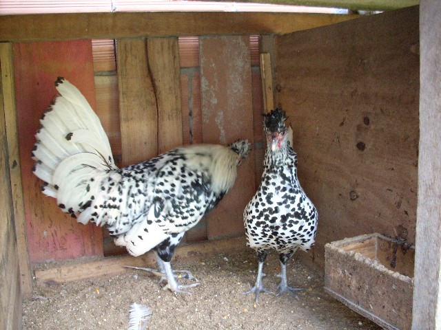 Foto 7 - Vendo ovos de galinhas ornamentais