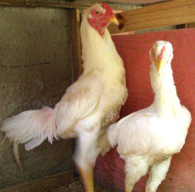 Foto 8 - Vendo ovos de galinhas ornamentais